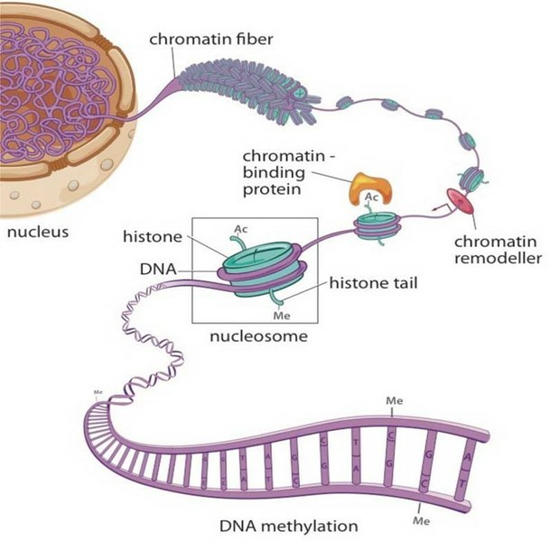 Une nouvelle approche pour mieux comprendre le contrôle de l’expression de gènes dans le dysfonctionnement mitochondrial et l’obésité