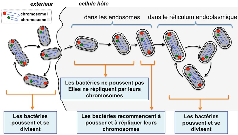 Des chercheurs namurois suivent l’évolution d’une bactérie pathogène à l’intérieur d’une cellule hôte