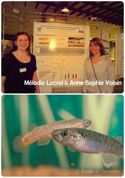 Anne-Sophie Voisin a reçu le prix du meilleur poster au Benelux Congress of Zoology