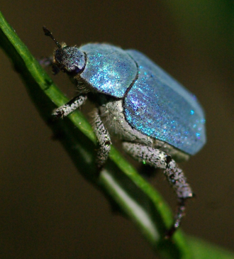 Des capteurs de gaz intelligents inspirés de la biologie