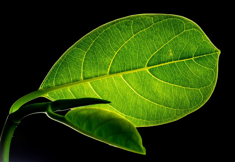 Comment améliorer la capacité des batteries ? En s’inspirant des feuilles d’arbres !