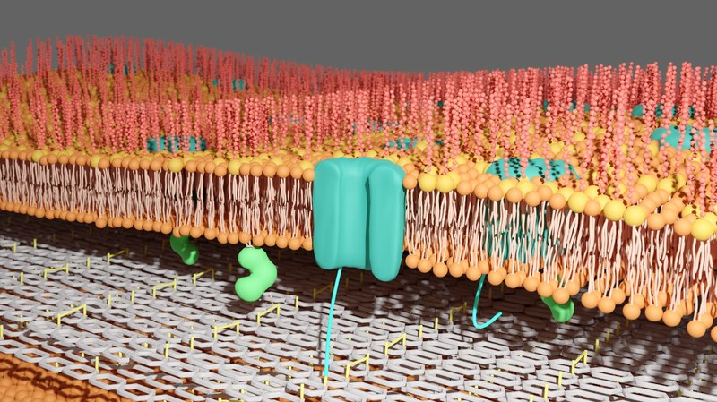 Un secret de l’enveloppe de la bactérie Brucella levé grâce aux biologistes de l’UNamur