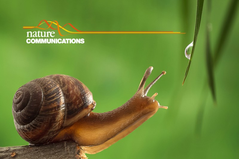 De l’escargot namurois à celui des Galapagos, il n’y a qu’un pas ! 