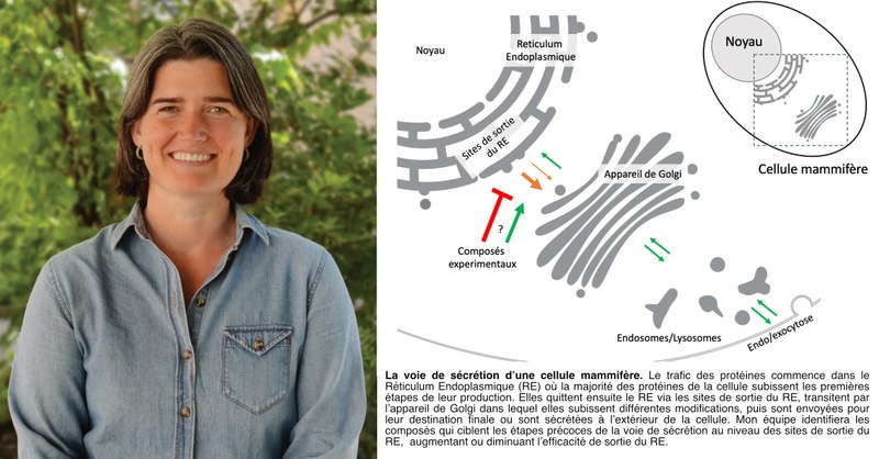 Portrait de chercheuse FNRS : Alison Forrester, la biologiste qui scrute l’efficacité du processus de production des protéines