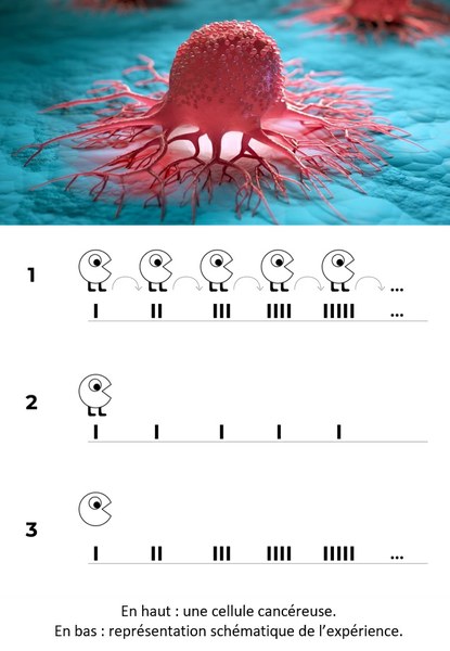 Comprendre les mécanismes de migration des cellules métastatiques pour combattre le cancer